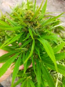 la tisane " le repos de la guerrière "