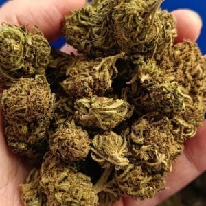 Pack Volume CBD – Le Mix "Récolte 2025" (Hawaïenne & Surprise)