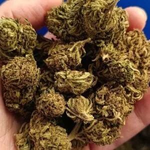 Pack Volume CBD – Le Mix "Récolte 2025" (Hawaïenne & Surprise)