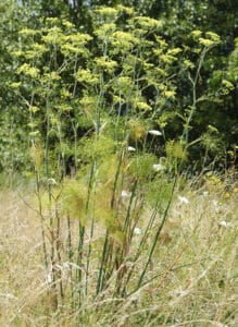 la tisane " le repos de la guerrière "