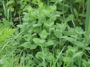 la tisane " le repos de la guerrière "