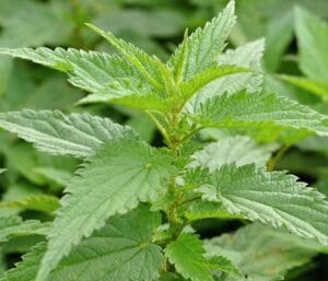 la tisane des déesses